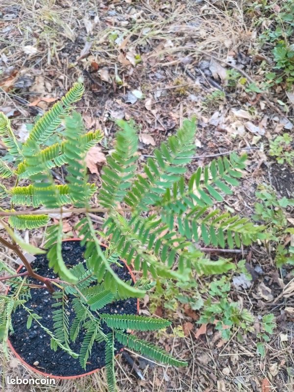 Albizia à crête (image 3)