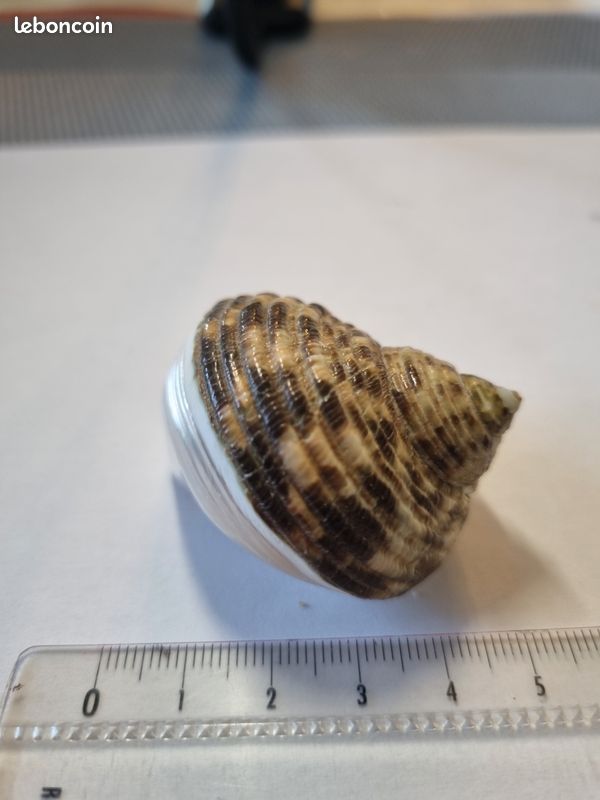 Coquillage : Trochus Nicolitus nacré (image 5)