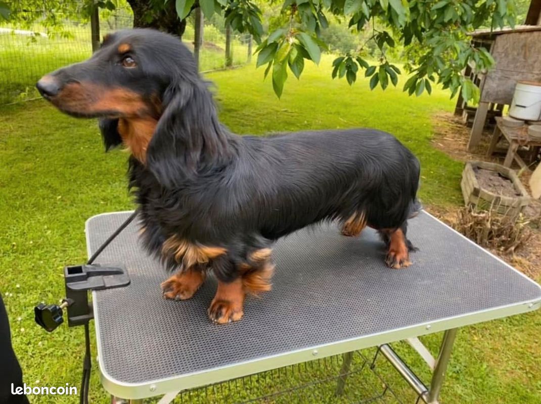 Chiot teckel (image 4)