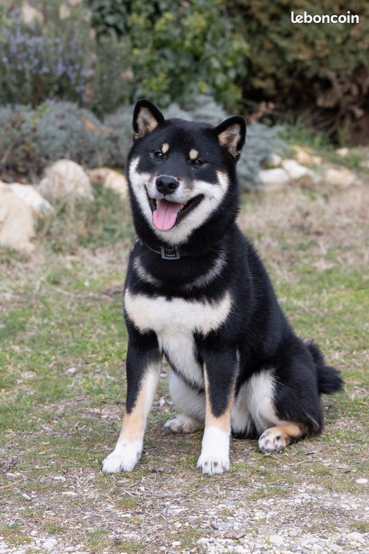 Shiba inu LOF, confirmé et ADN complet cotation 4 pour saillie (image 2)