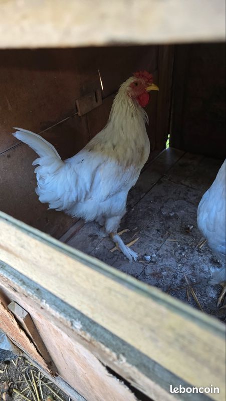 Donne coq (image 2)