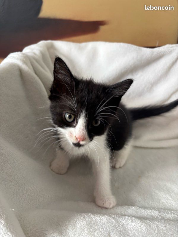 Chatons (image 2)