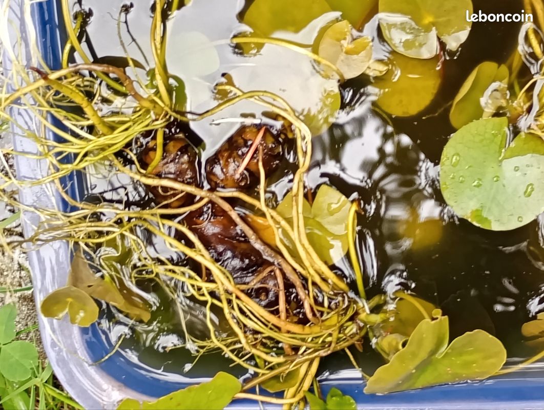 Nénuphar (image 2)