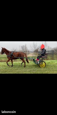 Charette cheval d'occasion - Sport & Plein air - leboncoin