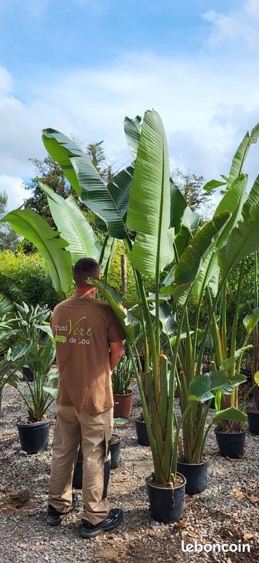 Magnifique strelitzia Augusta 250cm - Jardin & Plantes