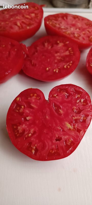 Graines de T🍅 MATES anciennes (image 3)