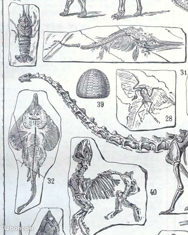 Paléontologie, panorama de l'histoire de la vie (image 5)