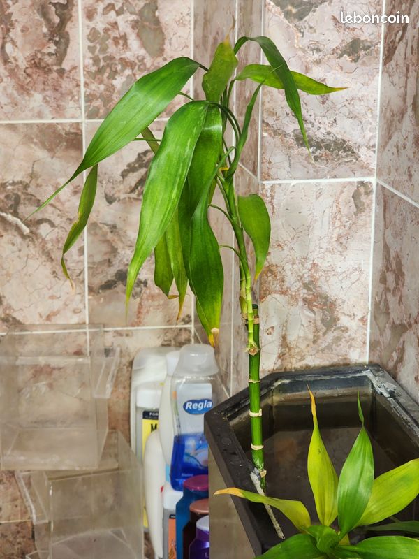 Set de 10 bambous porte-bonheur 'Lucky Bamboo' - en forme de spirale
