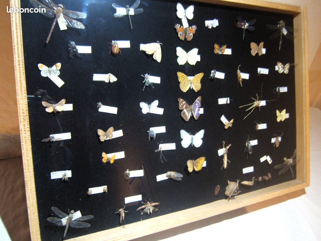 Vitrine présentant des insectes naturalisés des Vosges (image 1)