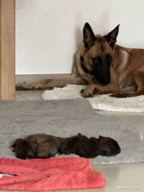 Chiot (image 1)
