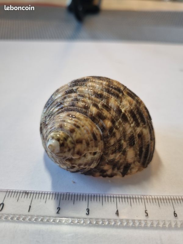Coquillage : Trochus Nicolitus nacré (image 6)