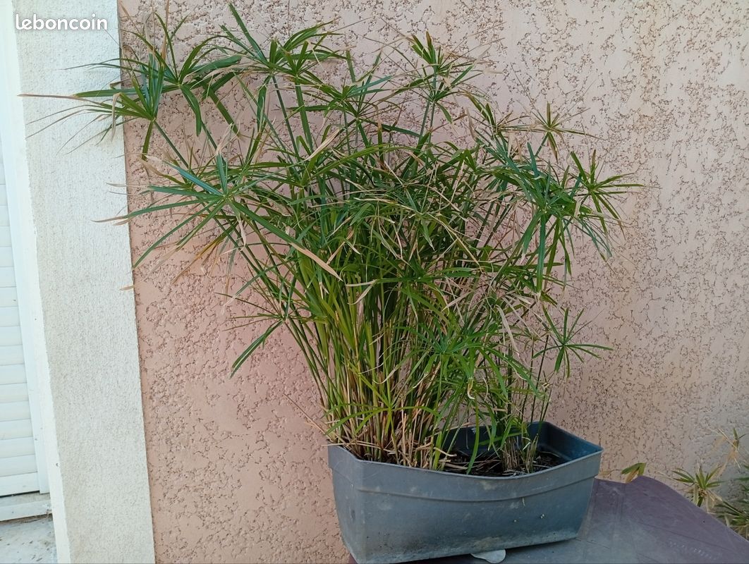 Papyrus dans sa Balconiere 90 cm de hauteur (image 6)