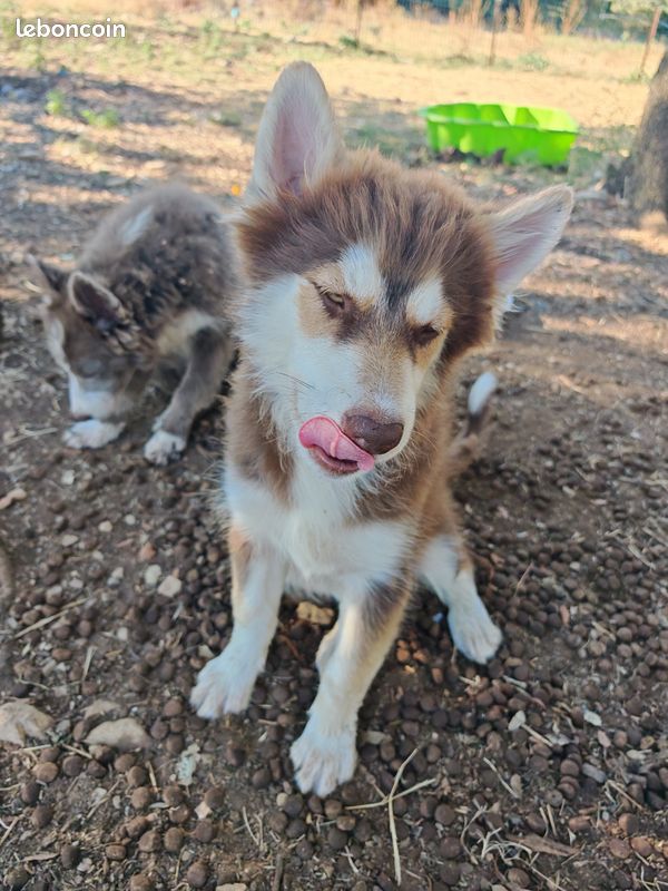Chiot pomsky (image 4)