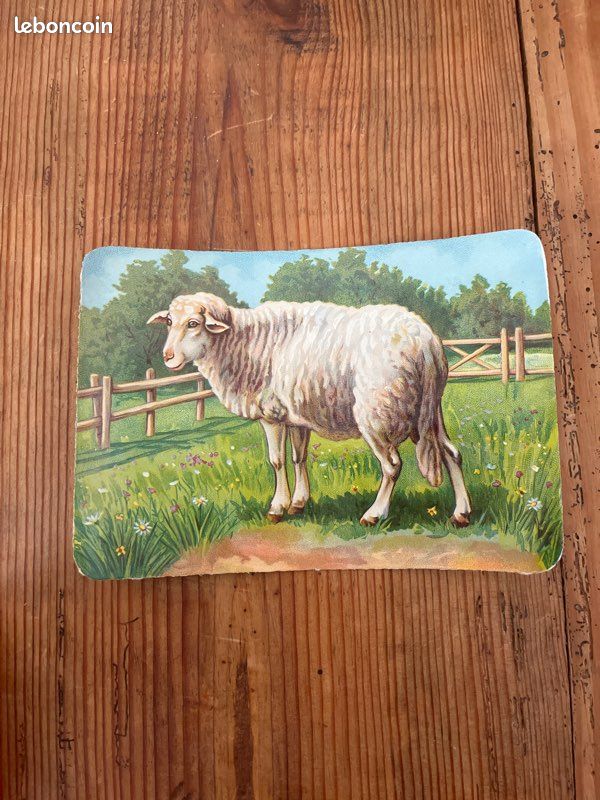 Chromos / découpis / image ancienne mouton (image 1)
