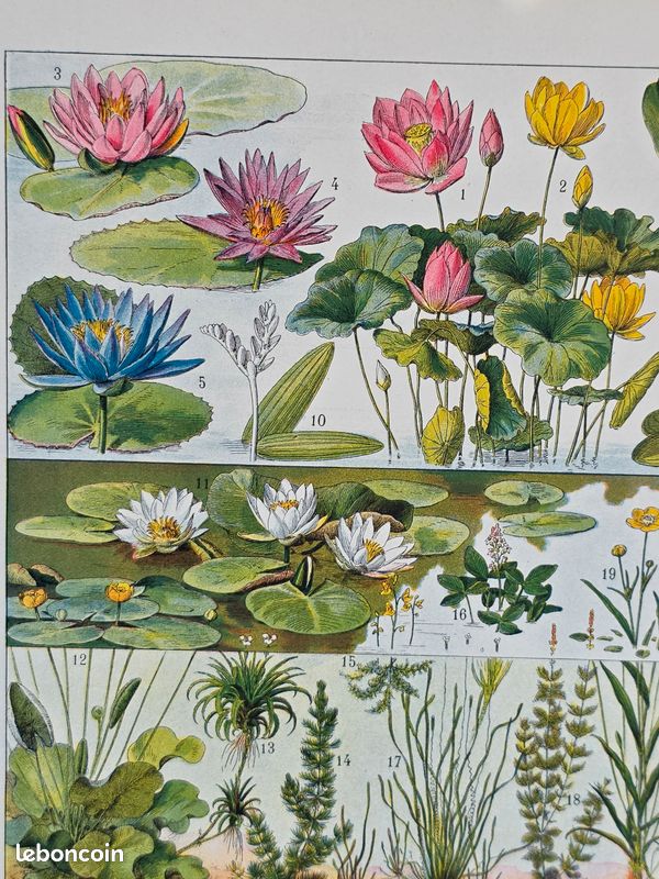 🪷 Planche encyclopédie ancienne - Plantes d'eau 1920 (image 3)