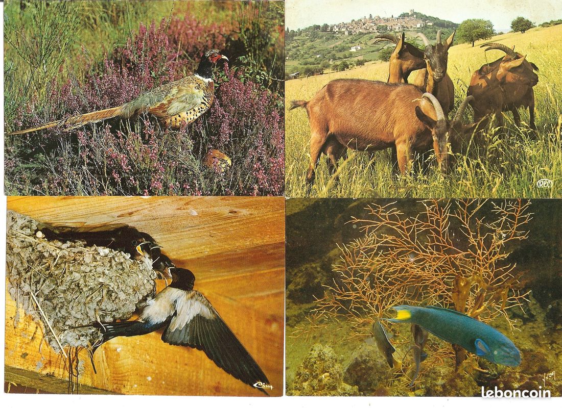 8 cartes postales animaux - oiseaux - poissons (image 2)