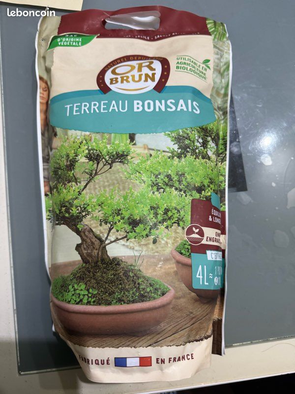 Cultiver un manguier en pot – Plantes et jardin de ville