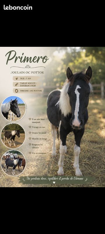 Poulain 1 an (image 1)