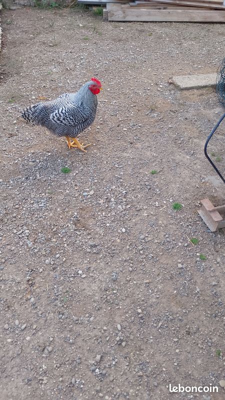 Jeune coq (image 1)