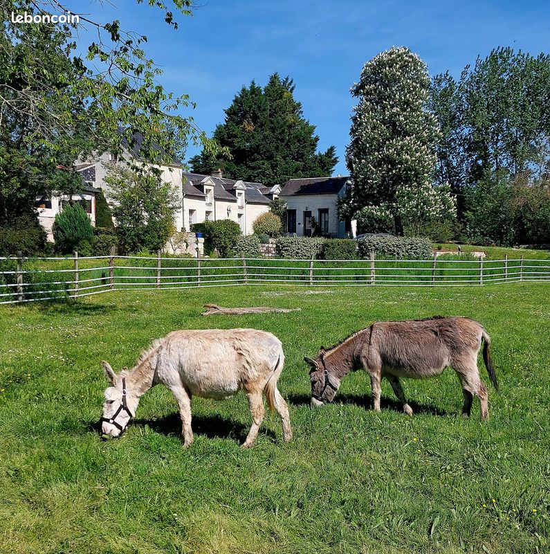 Maison 15 pièces 345 m² · à Saumur · 345 m² · 750 000 €