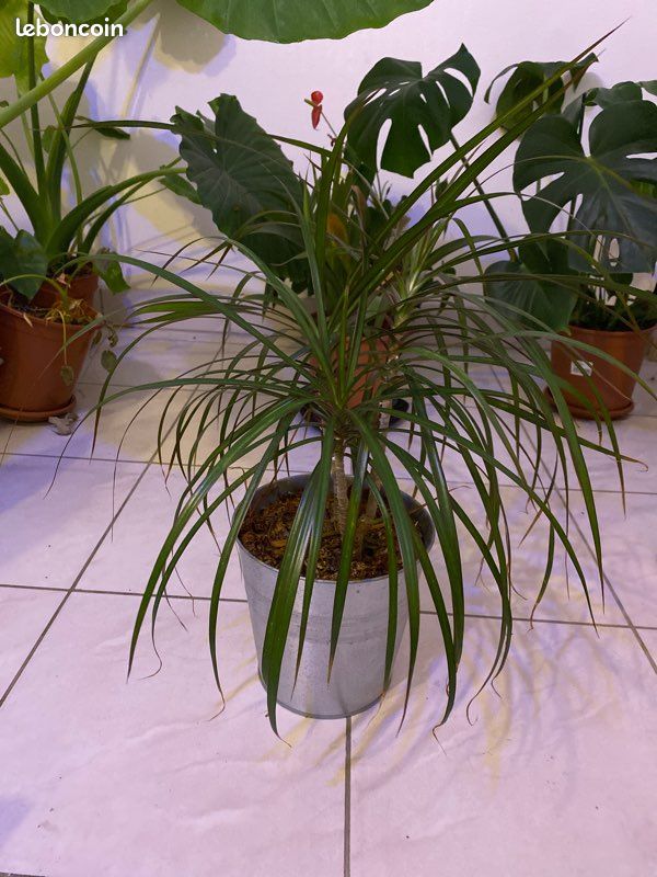 Planté d’intérieur (image 1)