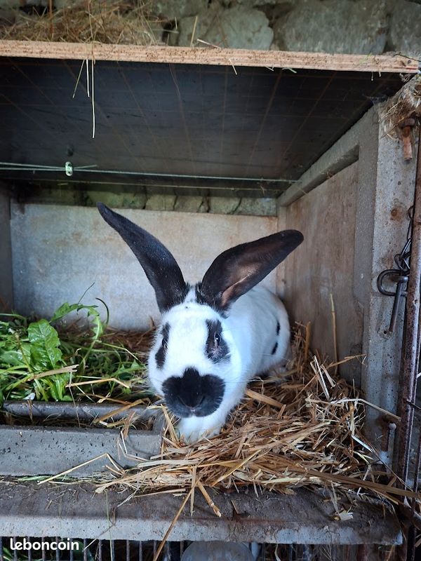 Lapin mâle papillon (image 1)