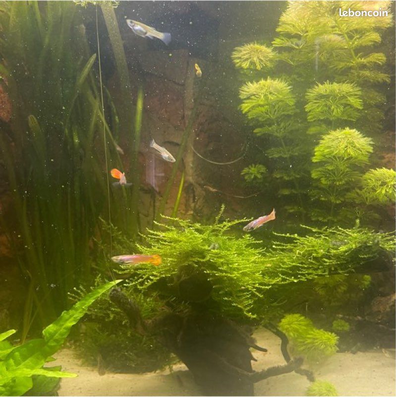 Guppy Endler a échange (image 1)
