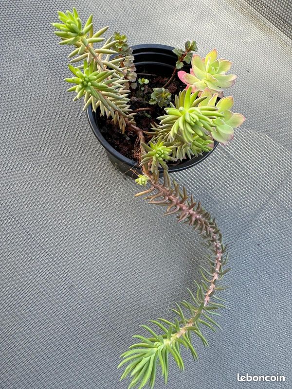 3 plantes grasses en pot (image 3)