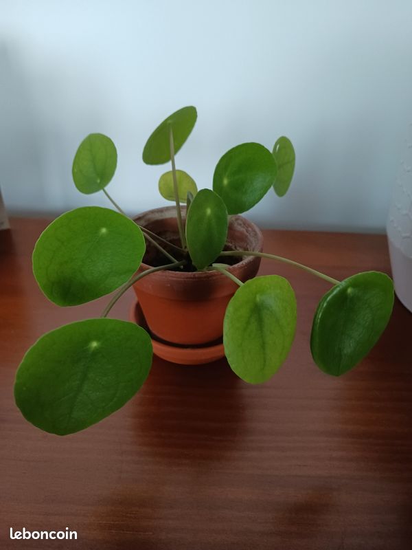 Pilea peperomioides plantes interieur (image 1)