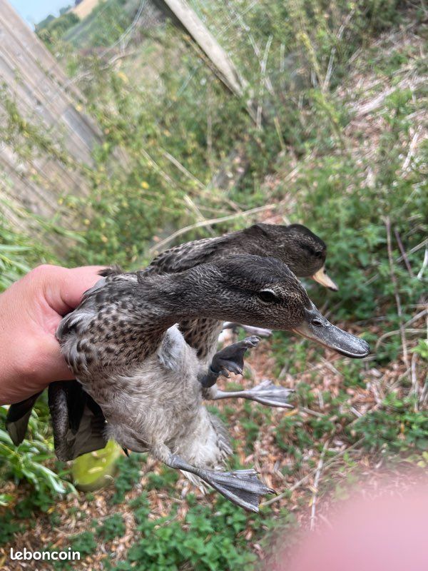 Canard gabion (image 1)