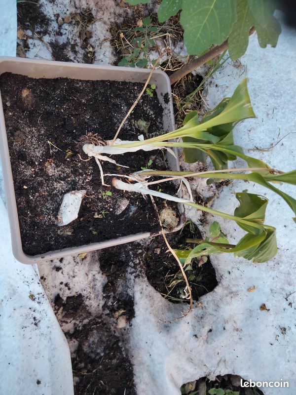 Muguet a re piquer (image 1)