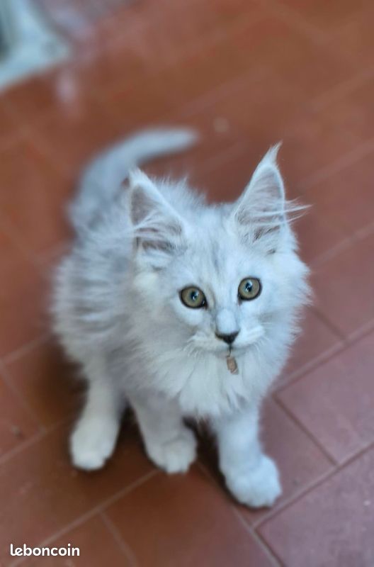 Chaton maine coon Loof (image 4)