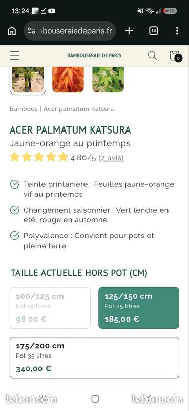 Acer palmatum 'Katsura' - hauteur 1m70 / largeur 1m80 (image 8)