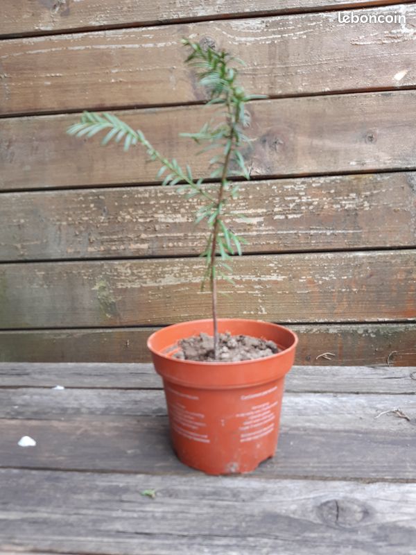 Plante if (image 1)