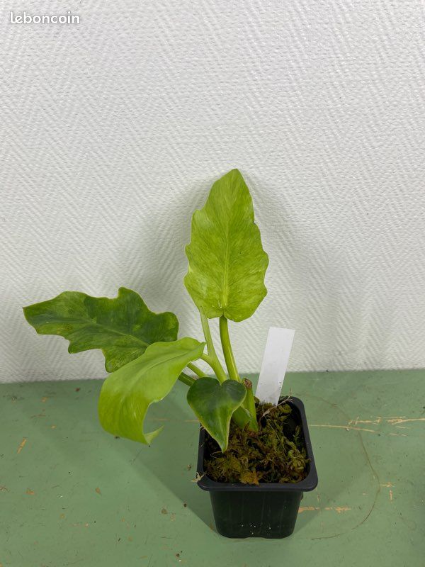 philodendron paraiso verde pflege Philodendron Paraiso Verde (young plant) main image 1