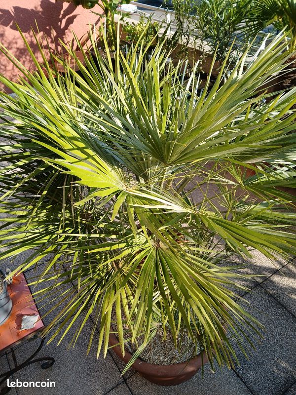 Palmier chamaerops humilis (image 3)