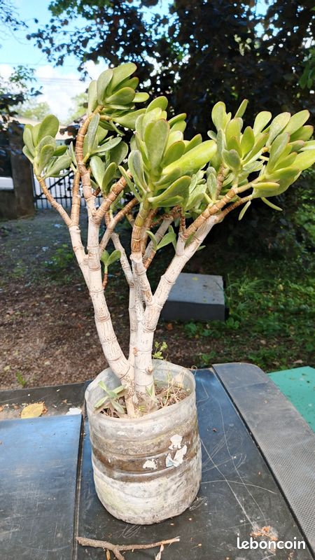 Plante "CRASSULA" (image 1)