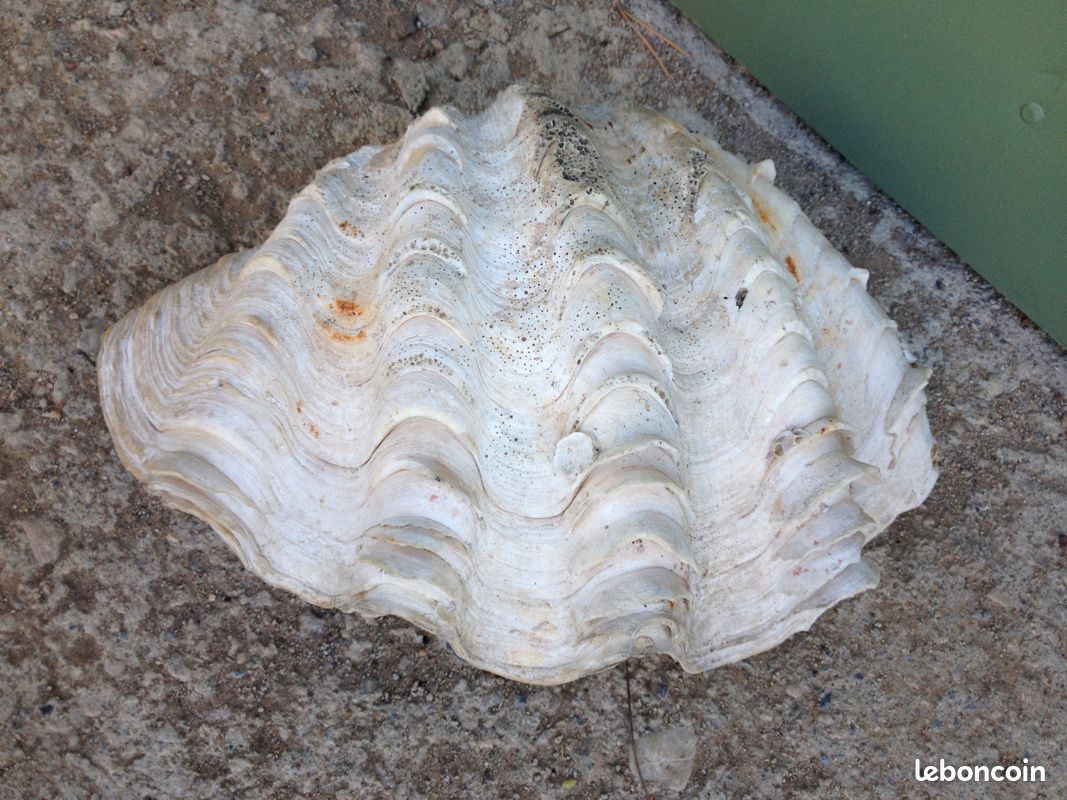 Demi-coquillage (image 2)