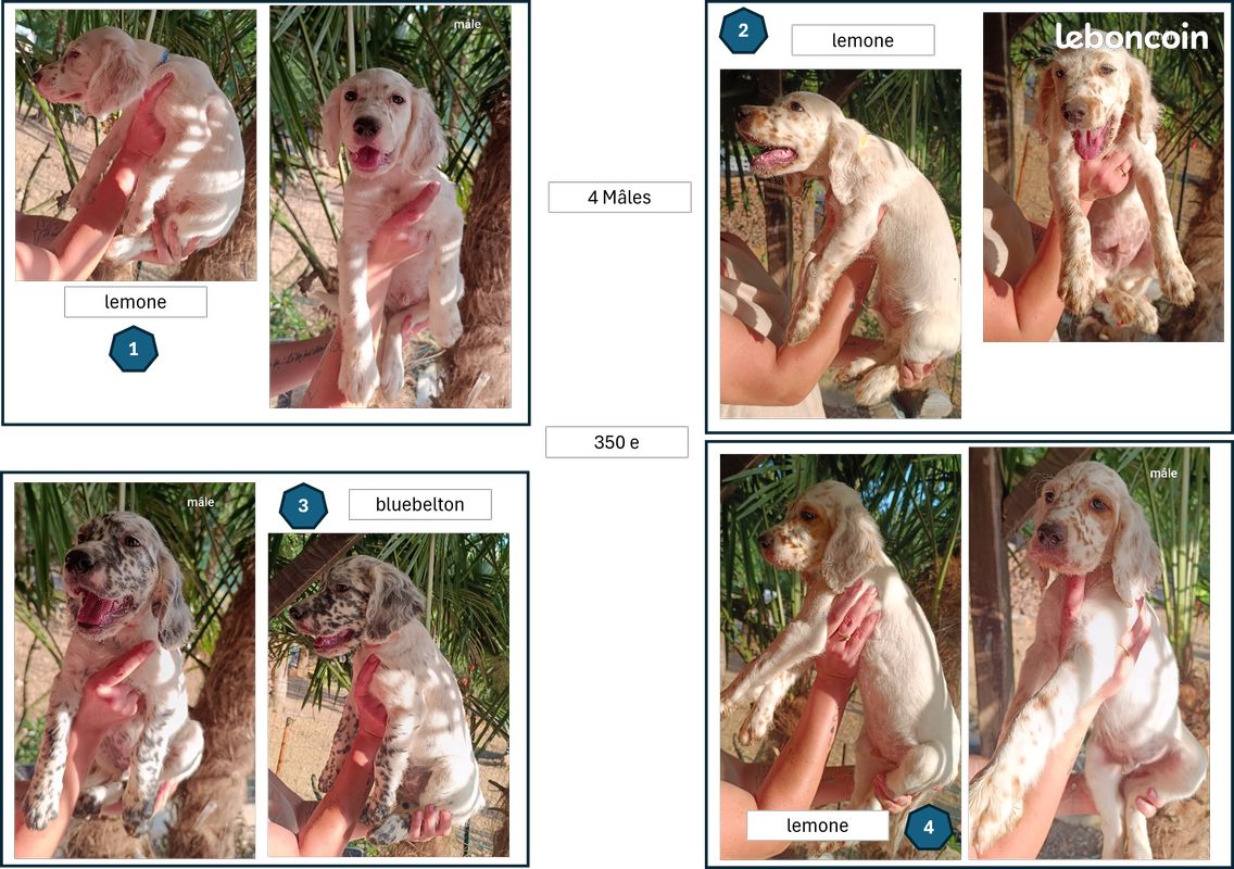 Setter anglais (image 1)
