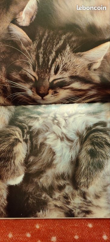Chats du soleil, Hans Silvester, agenda perpétuel, cadeau idéal pour les amoureux des chats. Ed. La Martinière (image 3)