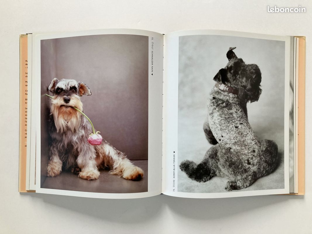 Gueules de chiens (image 3)