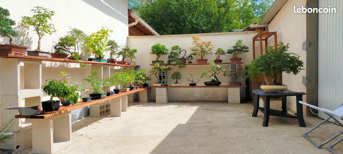 Récupère/Sauvez vos Bonsais abandonnés (image 2)