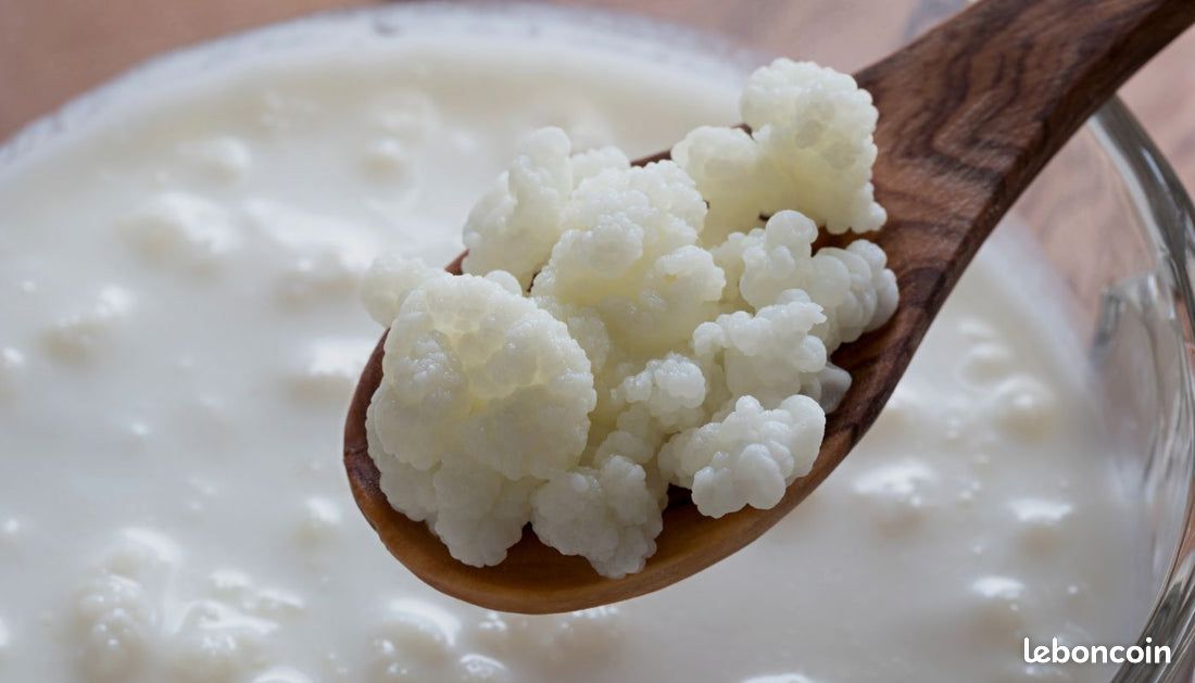 Graines de kéfir de lait (image 3)