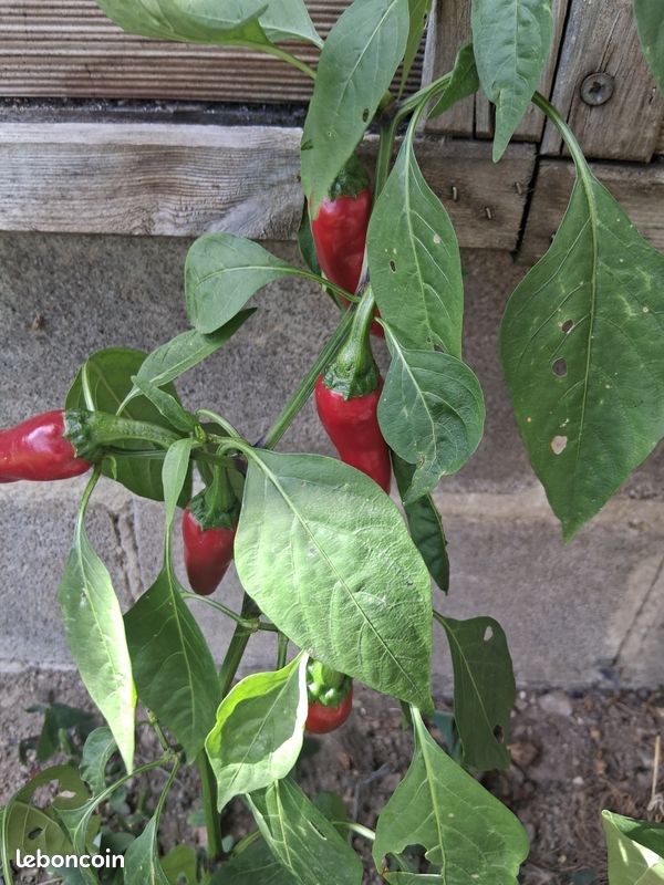 Piment (image 2)