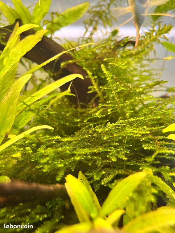 Plantes aquatiques (image 3)