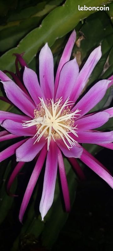 Bouture de pitaya auto fecond et autre (image 4)