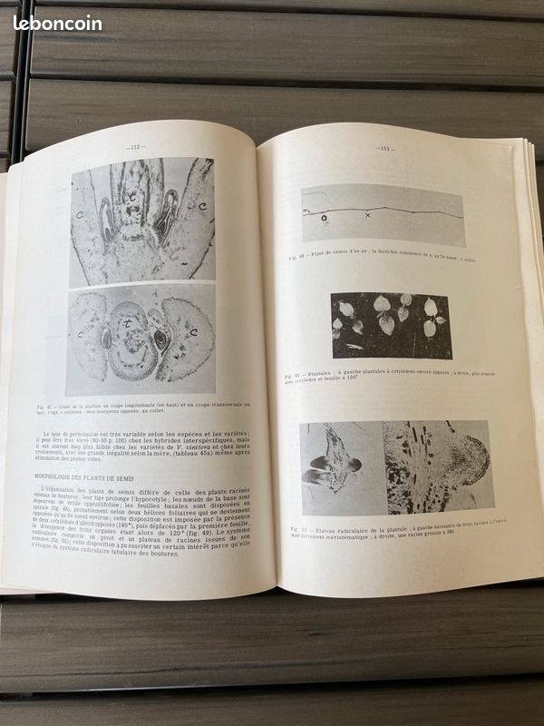Viticulture de Jean Branas (image 6)