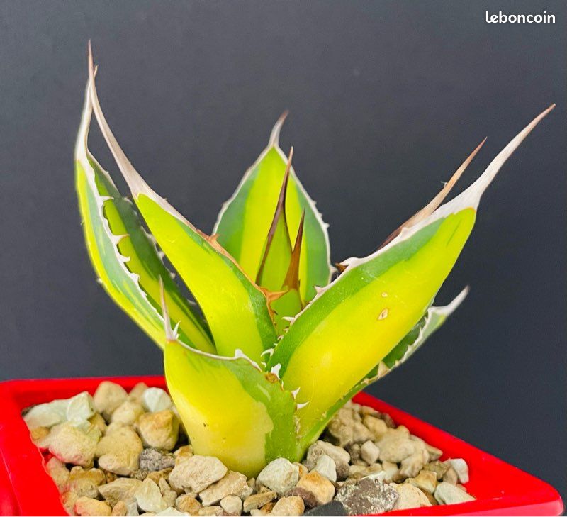TRÈS RARE  Agave Horrida clone "Sumita" From Tanaka Japon (image 6)