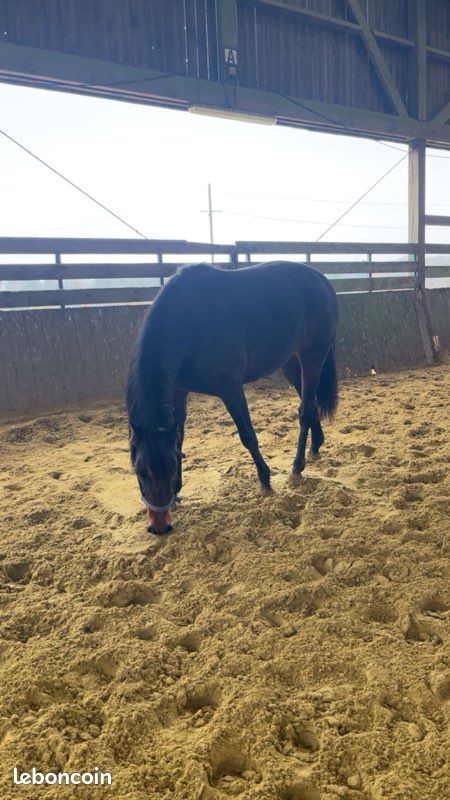 Cheval (image 3)