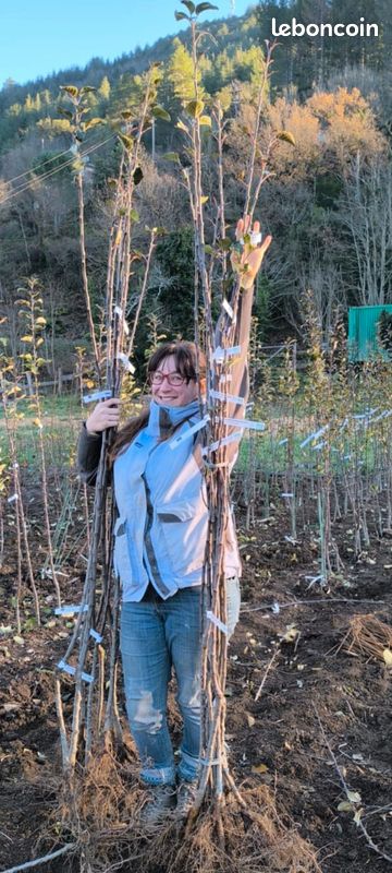 Prune Sang De Dragon - Arbre Fruitier Greffé En Pot 26, Porte-greffe Myrobolan, Hauteur Jusqu'à 190cm - 4 Ans